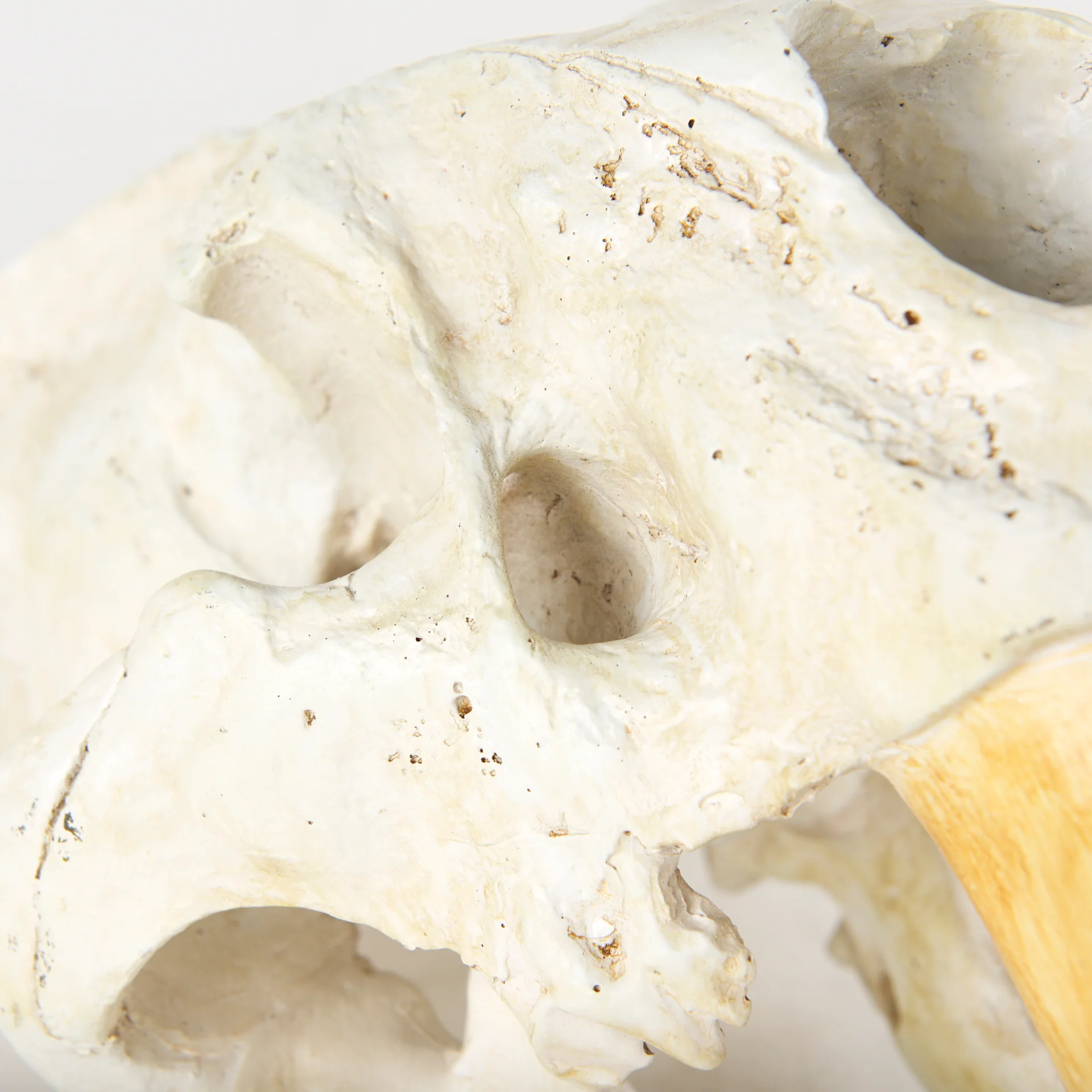 Fozzil Object - Image 11